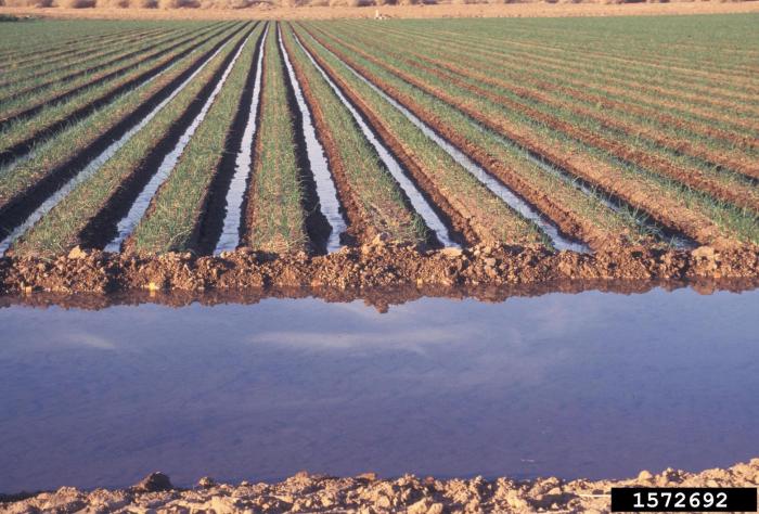 irrigation