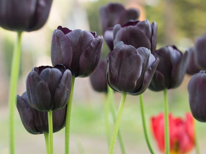 Garden maintenance services