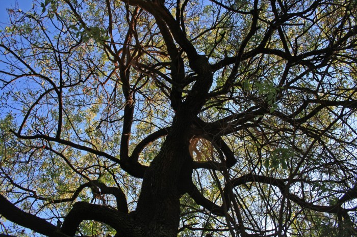 Tree removal servies