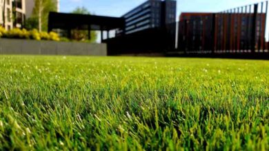 5 Tips on Preventing Lawn Burn for Homeowners in Orlando, FL | PLOWZ ...