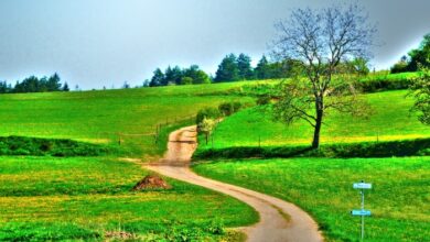 Summer Landscape Free Stock Photo - Public Domain Pictures