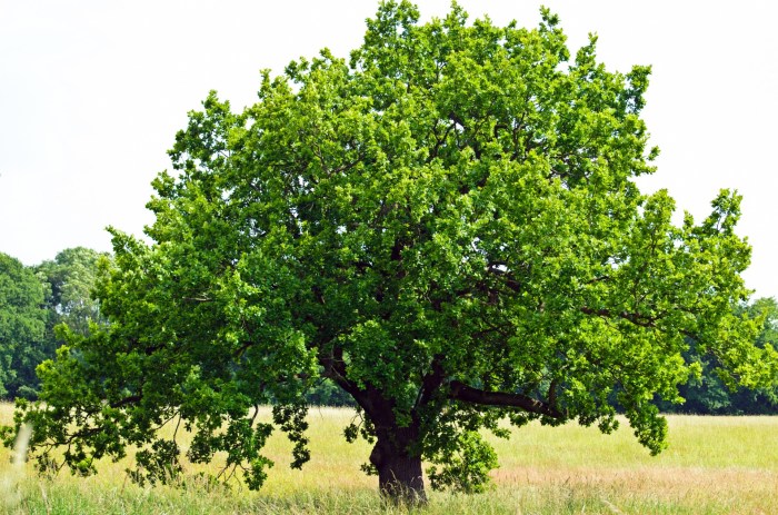 Tree Free Stock Photo - Public Domain Pictures