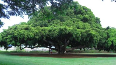 Heavy Tree And Branches Free Stock Photo - Public Domain Pictures