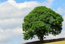 Tree In Summer Free Stock Photo - Public Domain Pictures