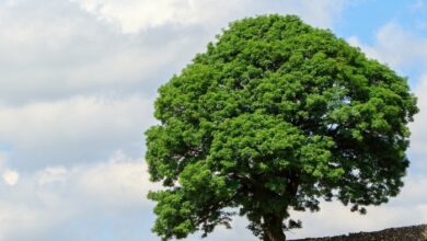 Tree In Summer Free Stock Photo - Public Domain Pictures