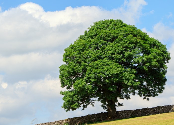 Tree In Summer Free Stock Photo - Public Domain Pictures